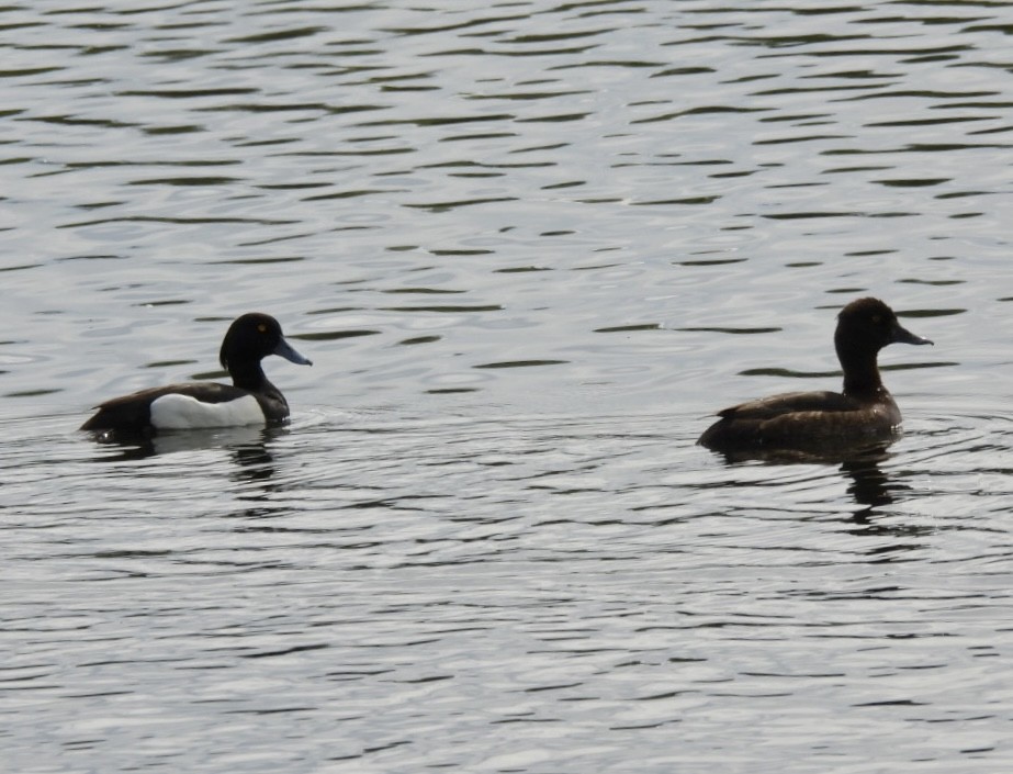 Tufted Duck - ML619664706