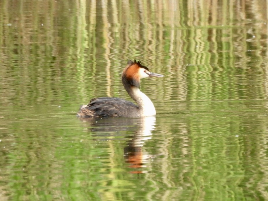 Great Crested Grebe - ML619664711