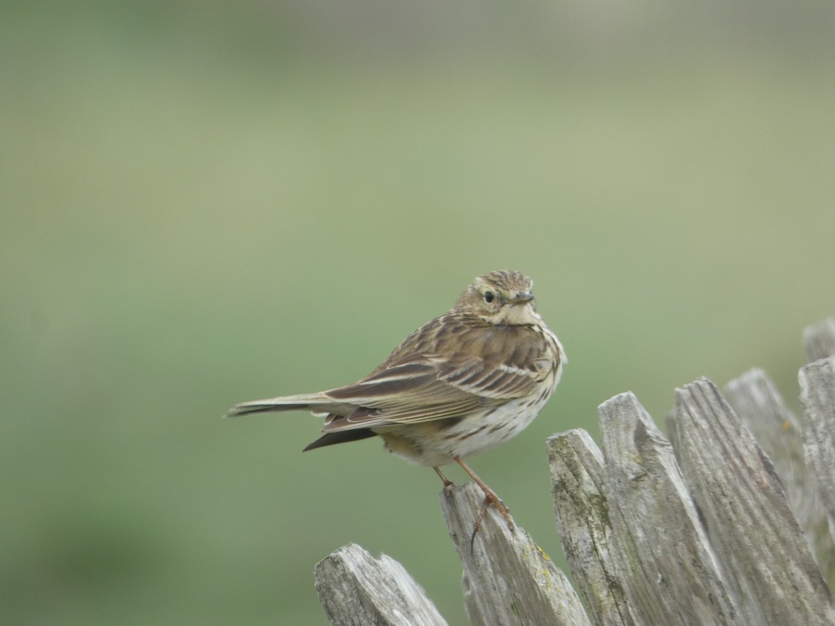 Meadow Pipit - ML619664713
