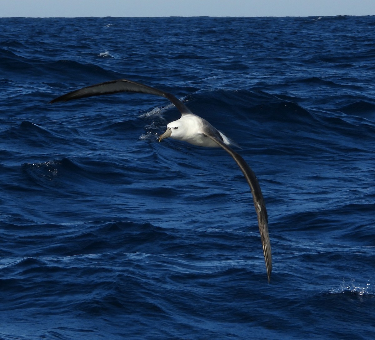 albatros šelfový - ML619664717