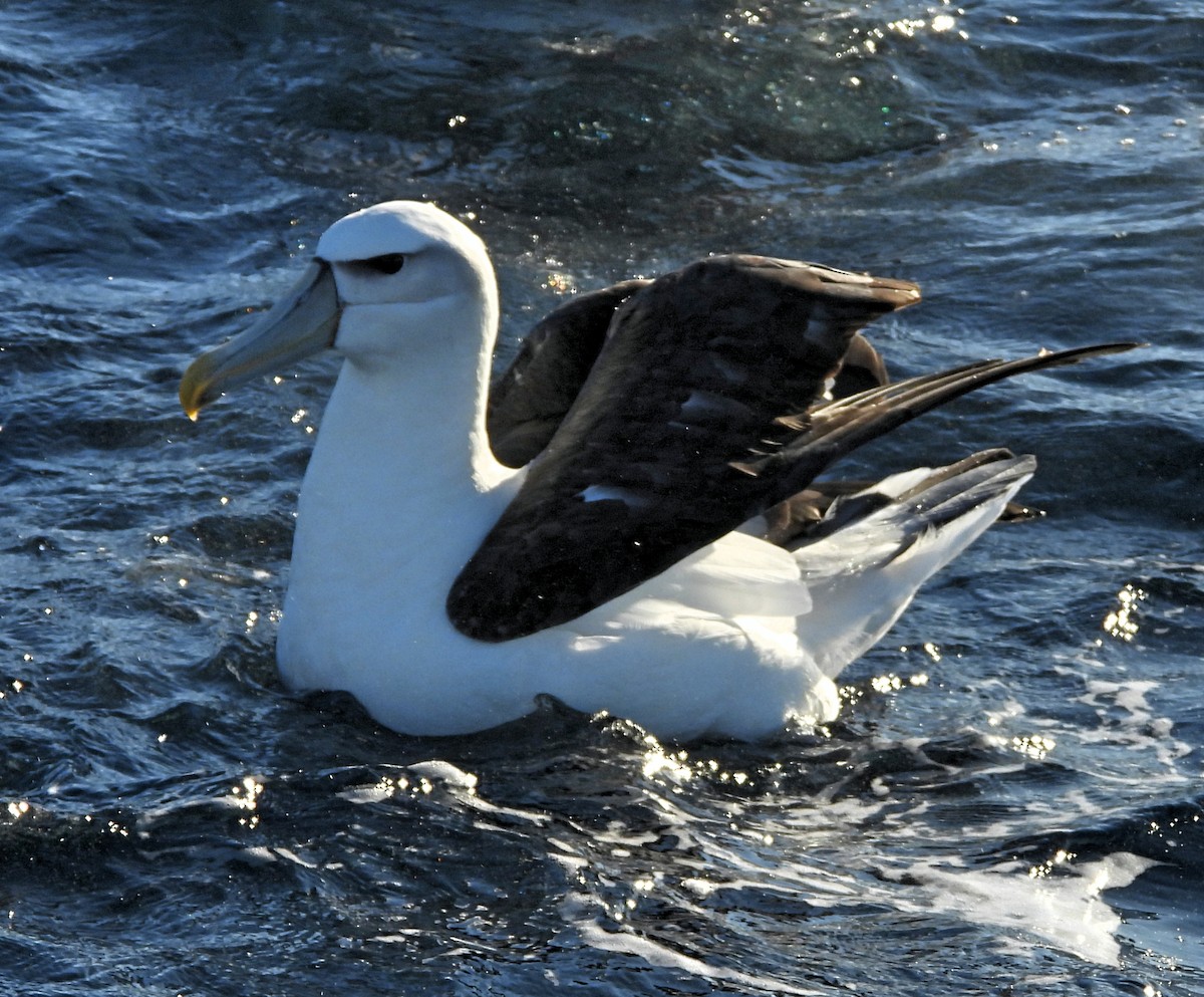albatros šelfový - ML619664768