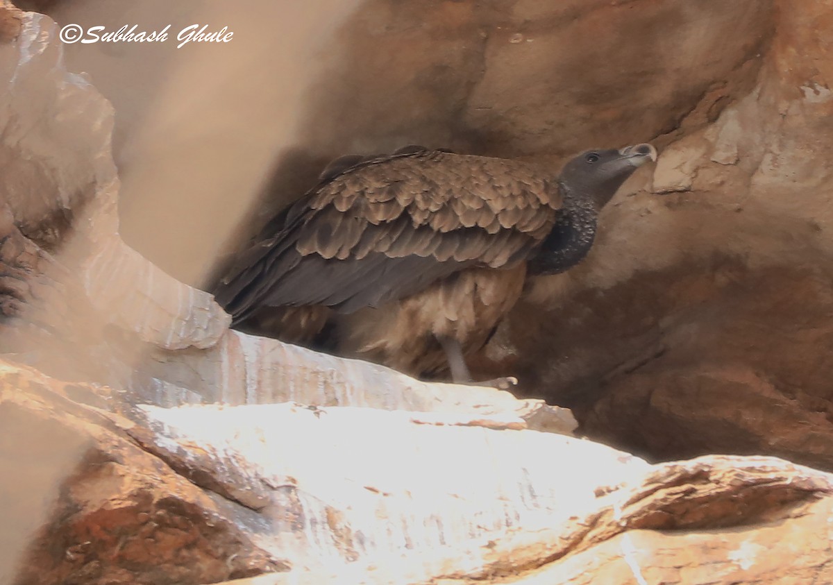 Indian Vulture - ML619664814