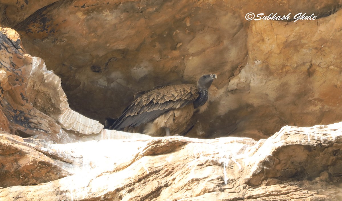 Indian Vulture - ML619664815