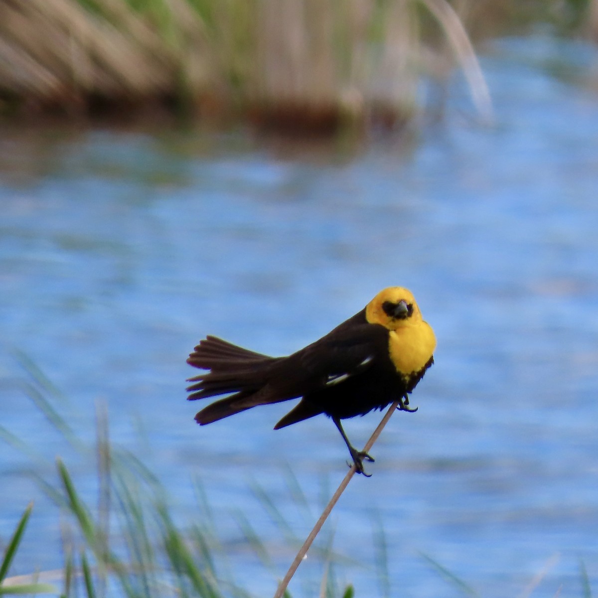 Yellow-headed Blackbird - ML619664842