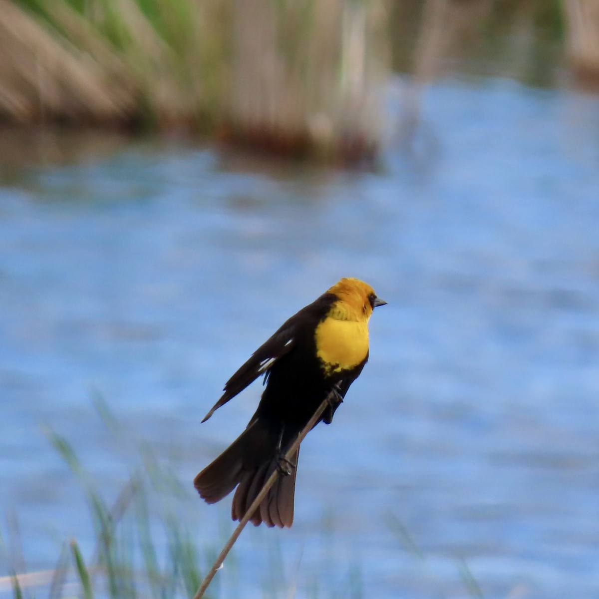Yellow-headed Blackbird - ML619664843