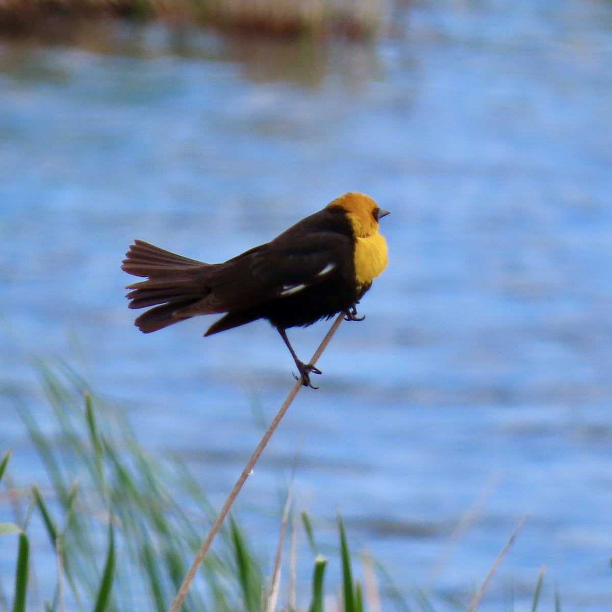 Yellow-headed Blackbird - ML619664844