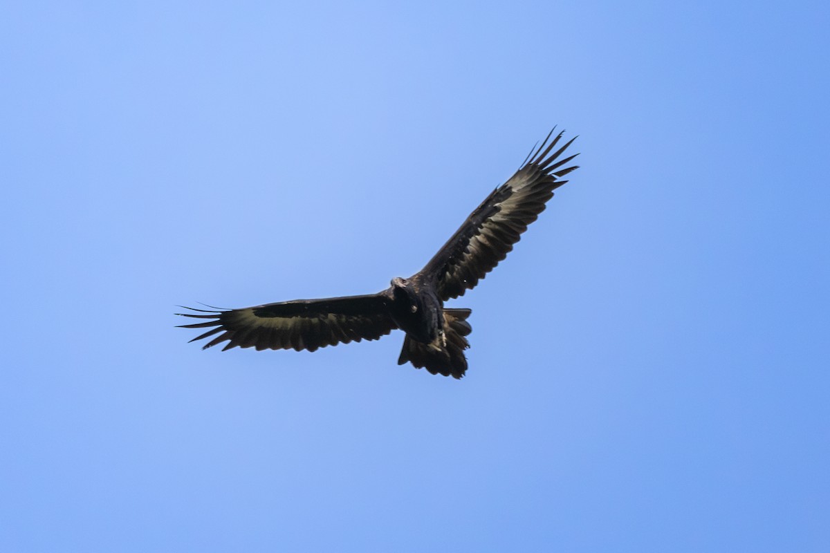 Wedge-tailed Eagle - ML619664850