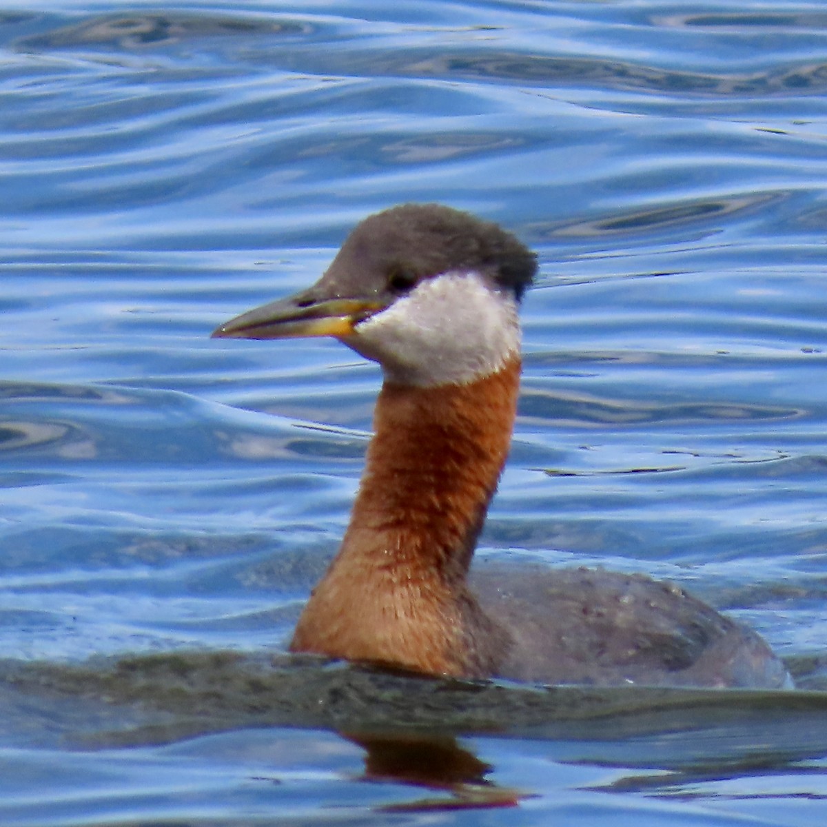 Red-necked Grebe - ML619664858