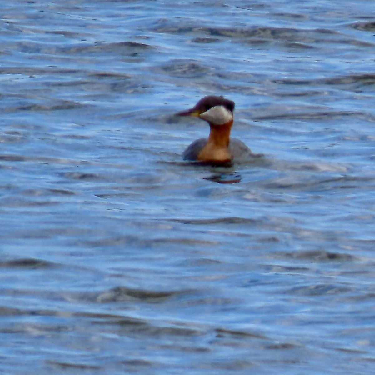 Red-necked Grebe - ML619664859