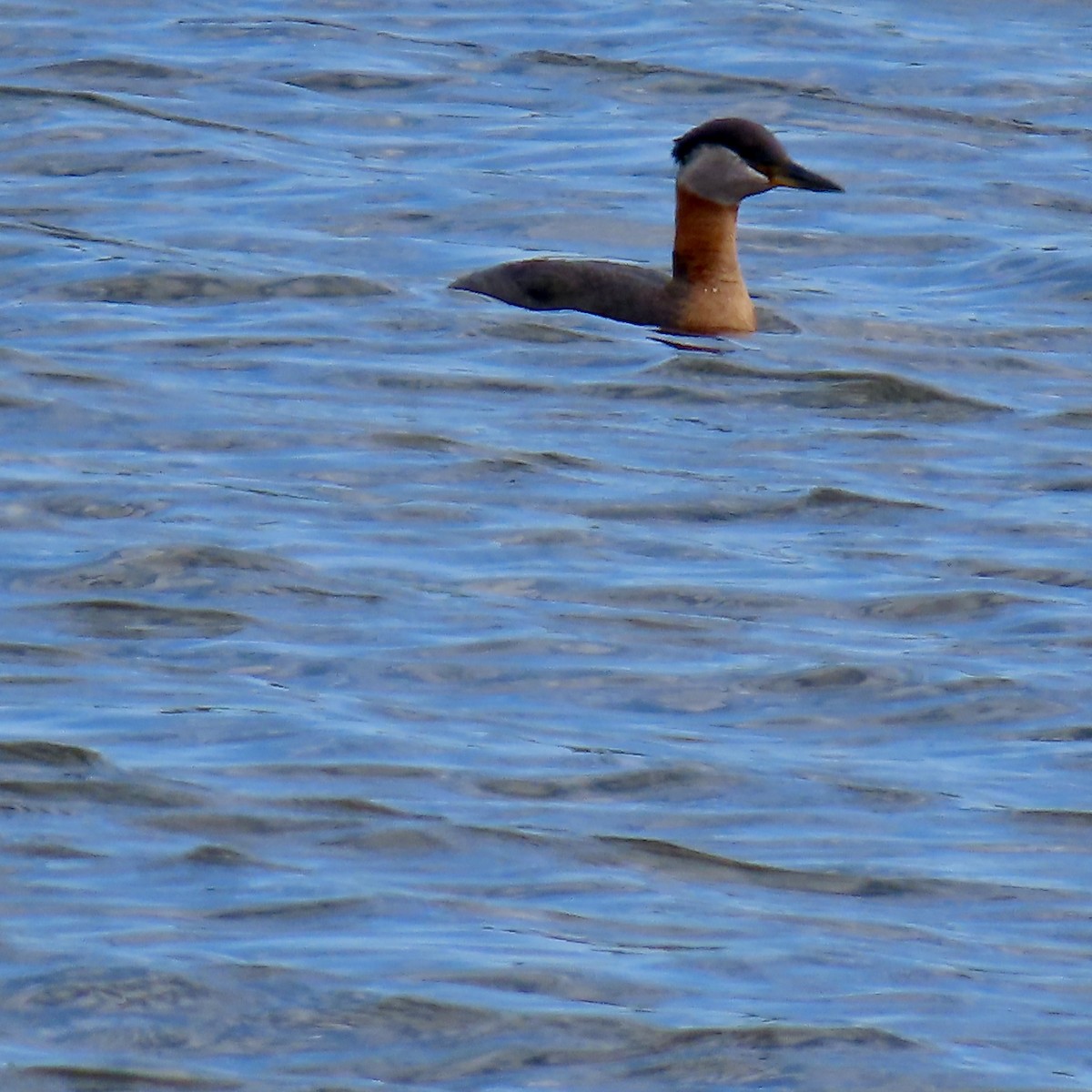 Red-necked Grebe - ML619664860