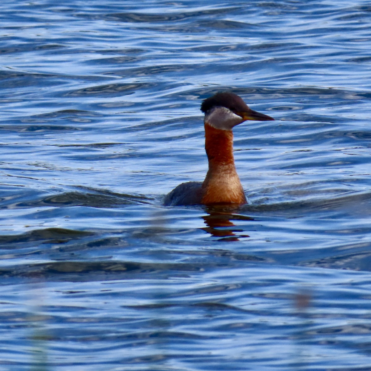 Red-necked Grebe - ML619664861