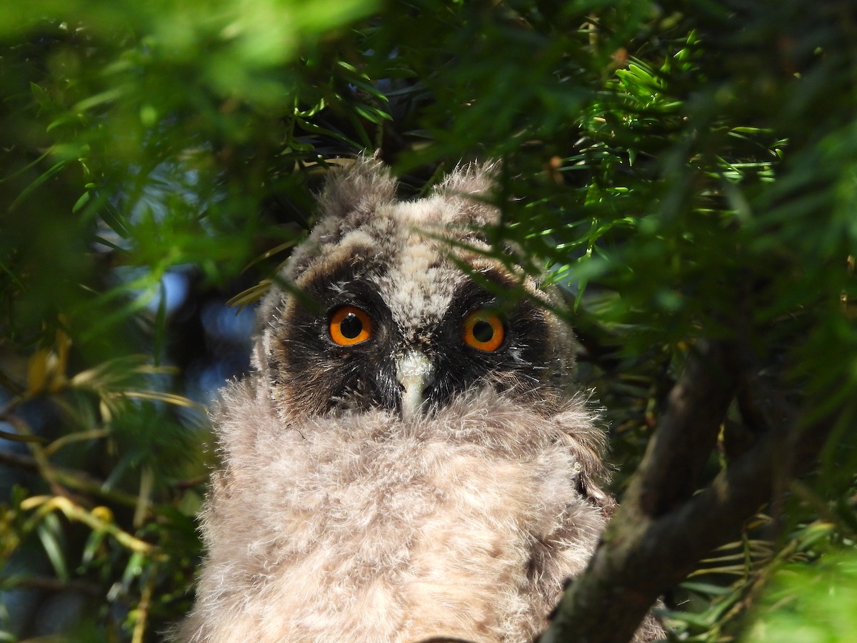 Long-eared Owl - ML619664877