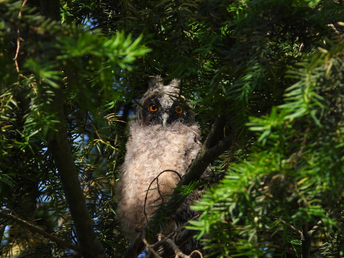 Long-eared Owl - ML619664889