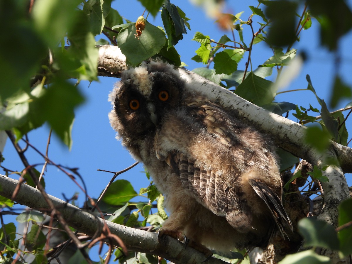 Long-eared Owl - ML619664893