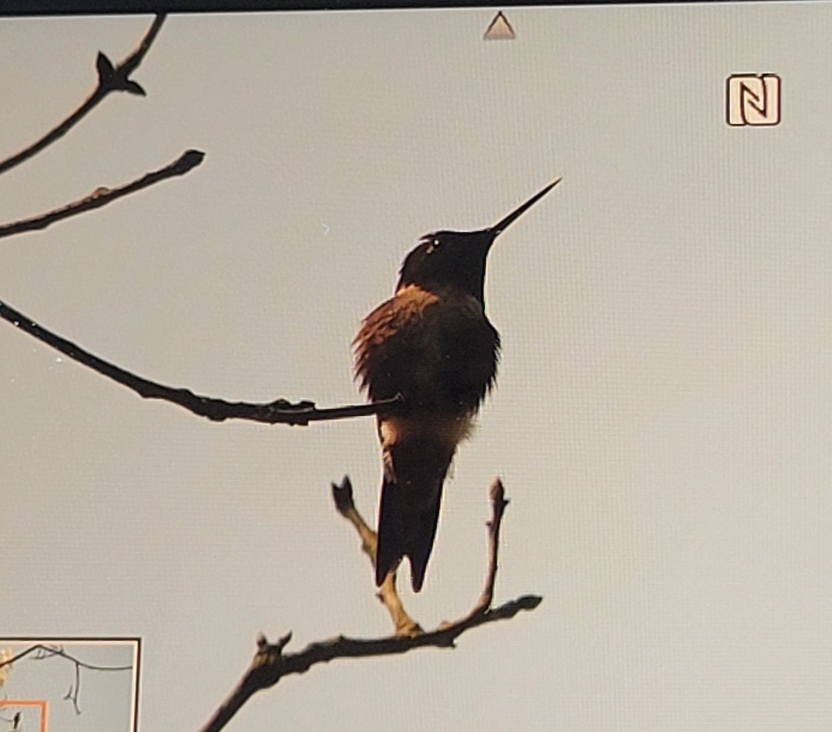 Ruby-throated Hummingbird - ML619664894