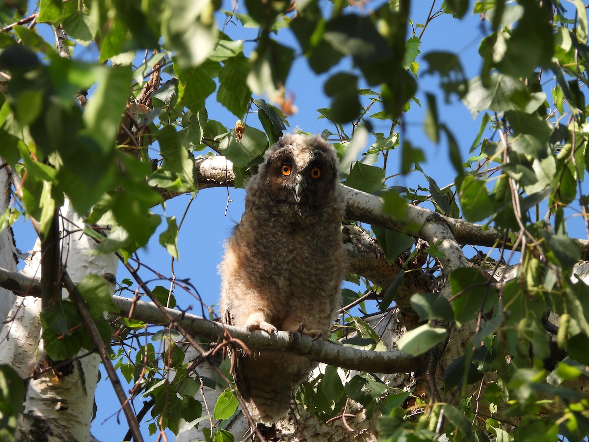 Long-eared Owl - ML619664897