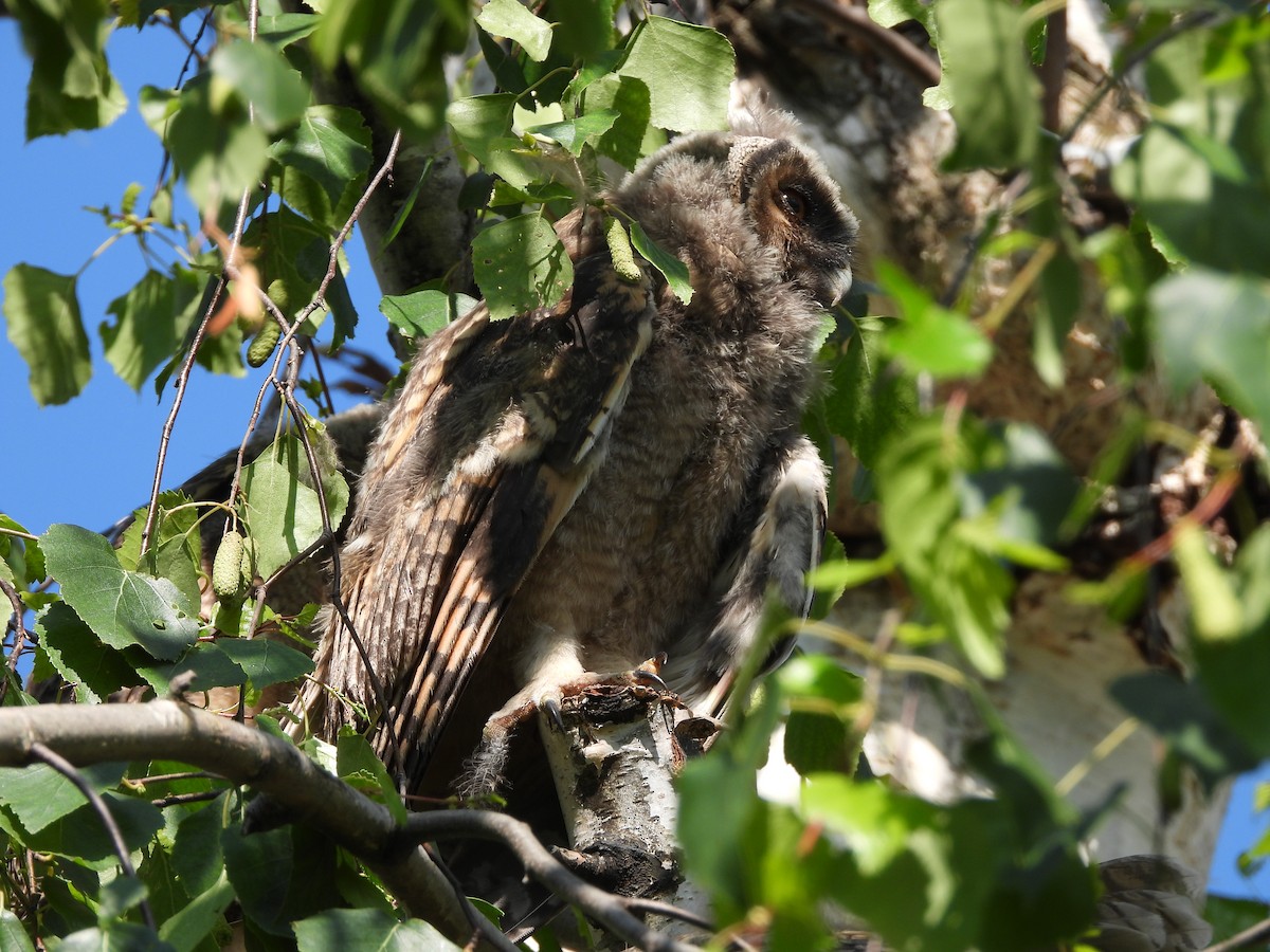 Long-eared Owl - ML619664898