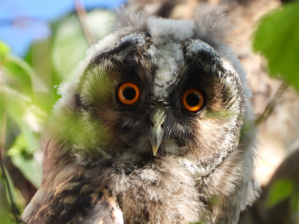 Long-eared Owl - ML619664899