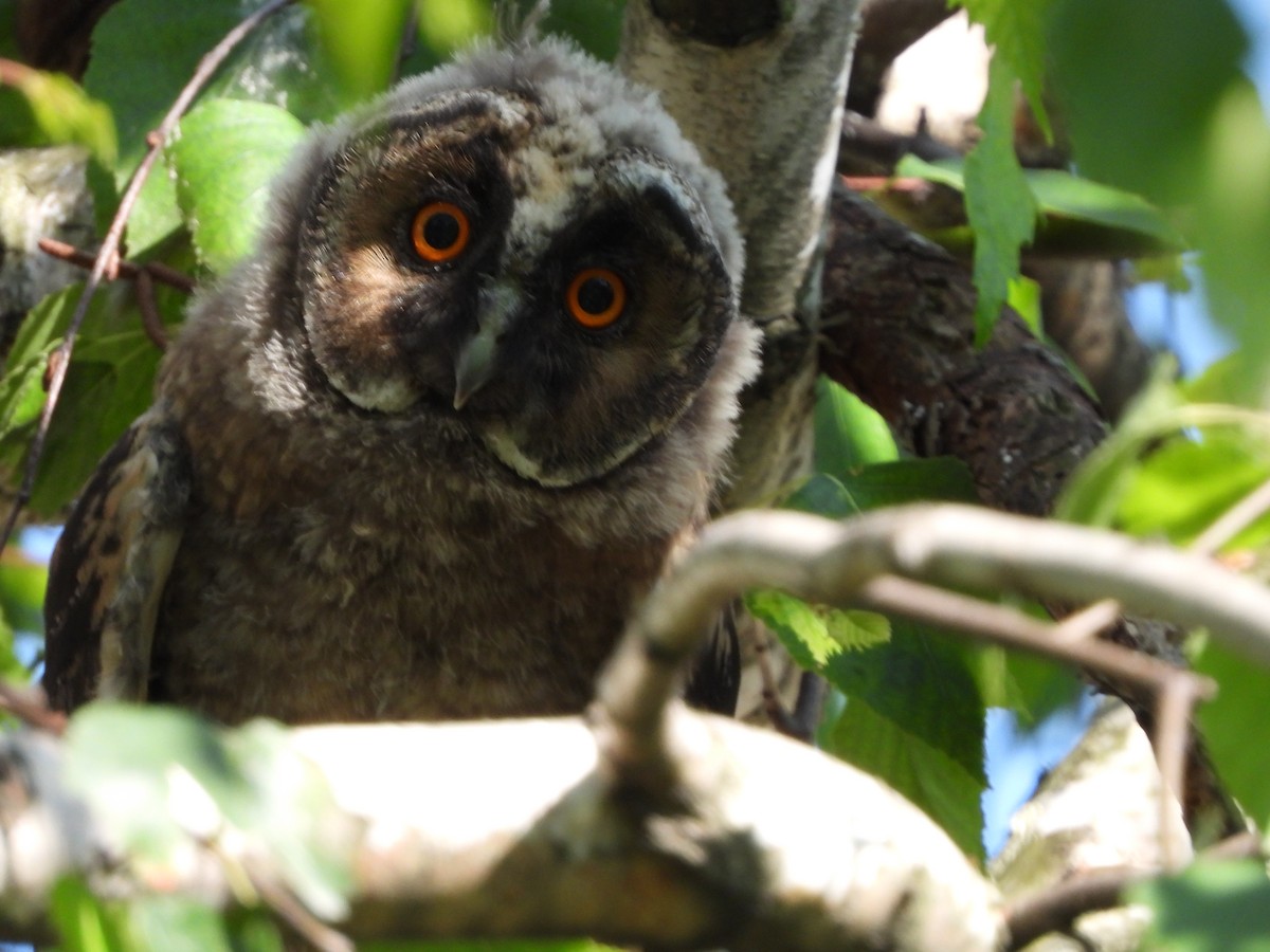 Long-eared Owl - ML619664901