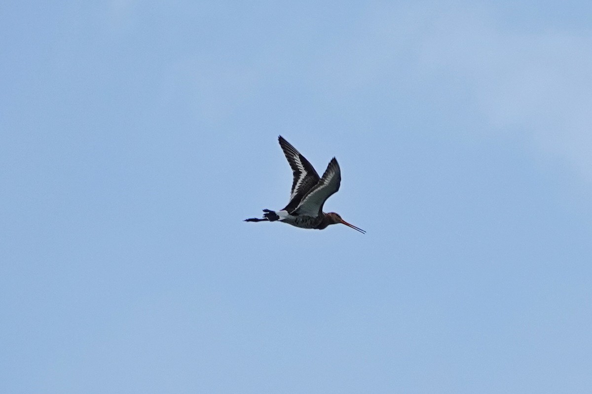 Black-tailed Godwit - ML619664906