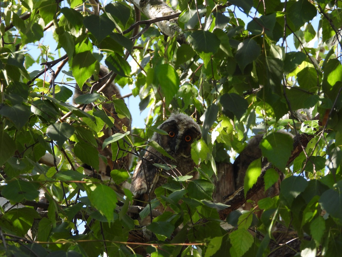 Long-eared Owl - ML619664915