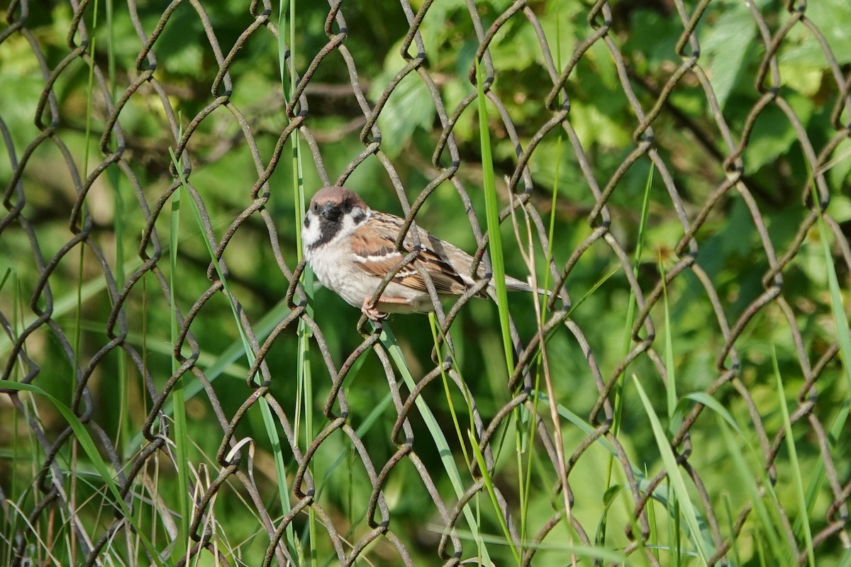 Eurasian Tree Sparrow - ML619664919