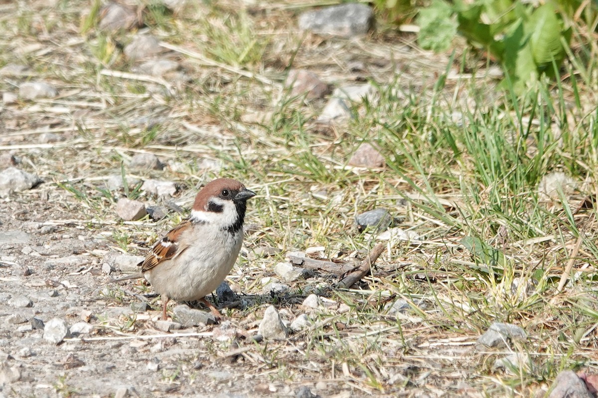 Eurasian Tree Sparrow - ML619664921