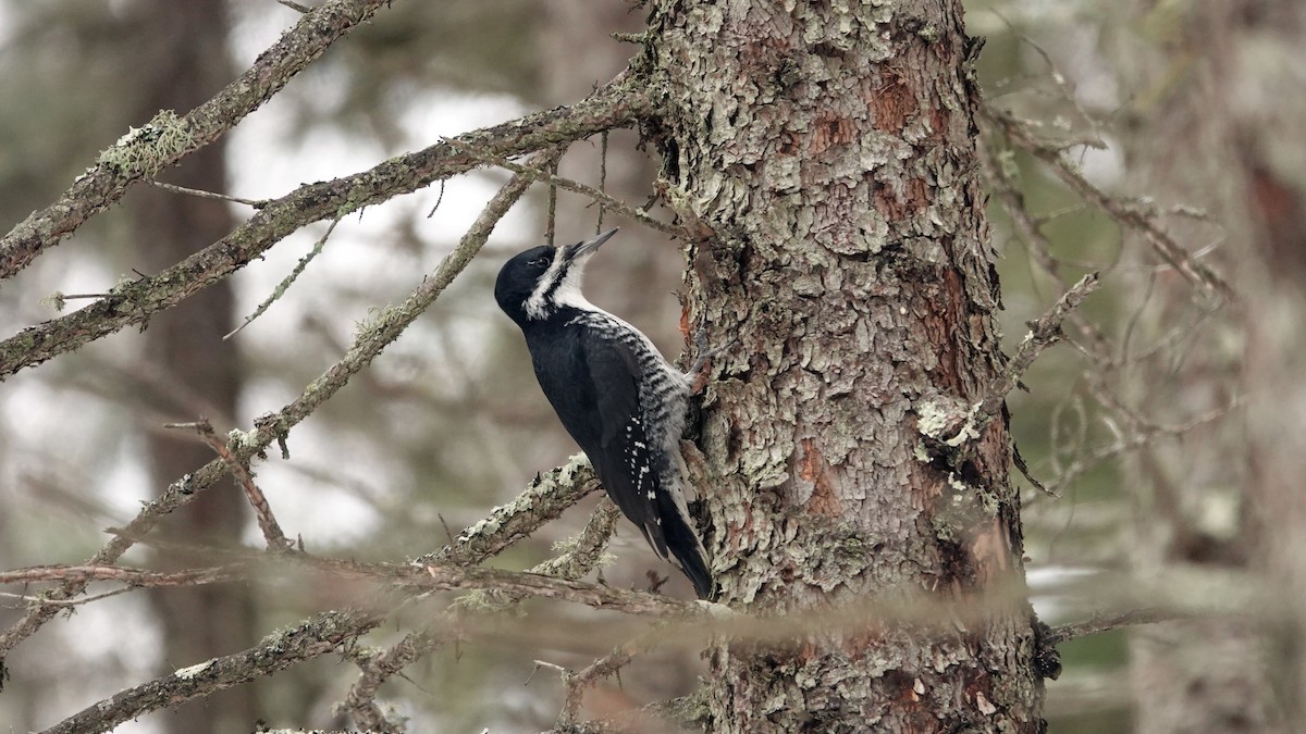 Black-backed Woodpecker - ML619664923