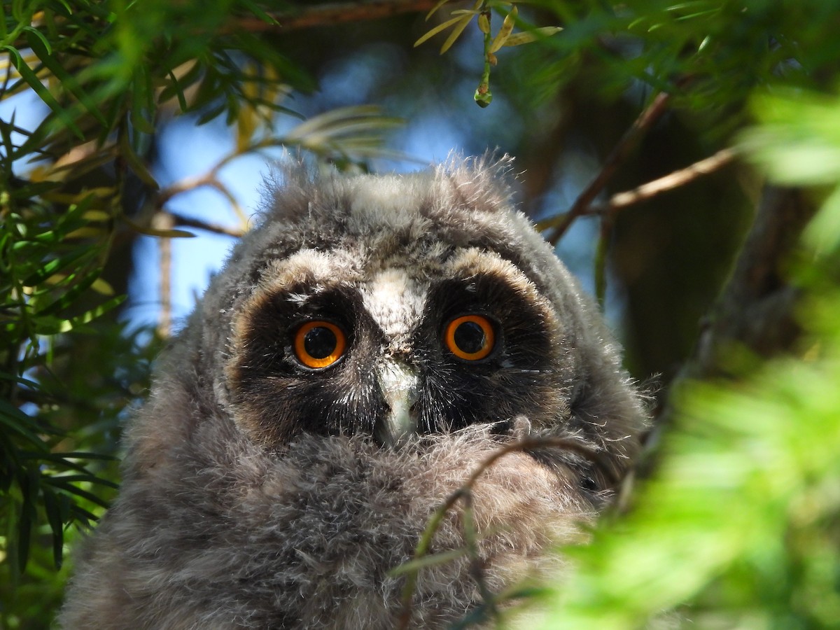 Long-eared Owl - ML619664925