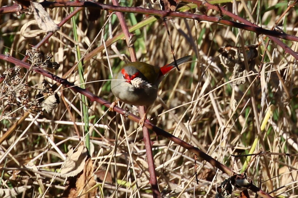 Red-browed Firetail - ML619664926