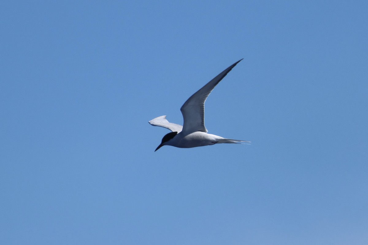 Common Tern - ML619664938