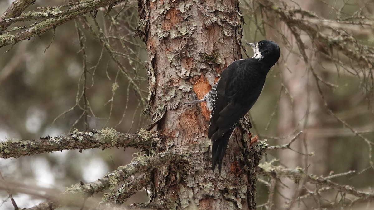 Black-backed Woodpecker - ML619664939