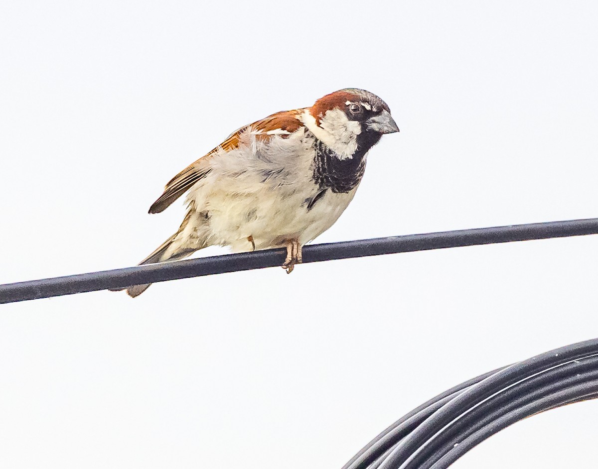 House Sparrow - ML619664988