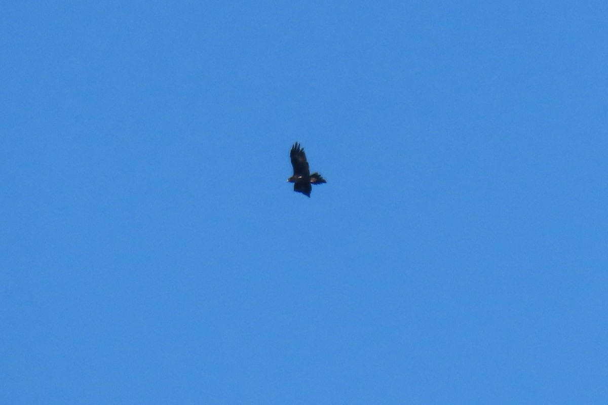 Wedge-tailed Eagle - ML619664995