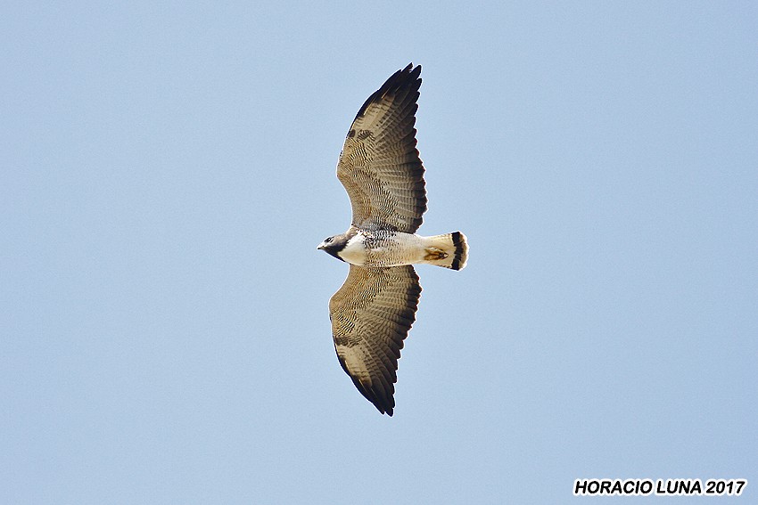 White-tailed Hawk - Horacio Luna