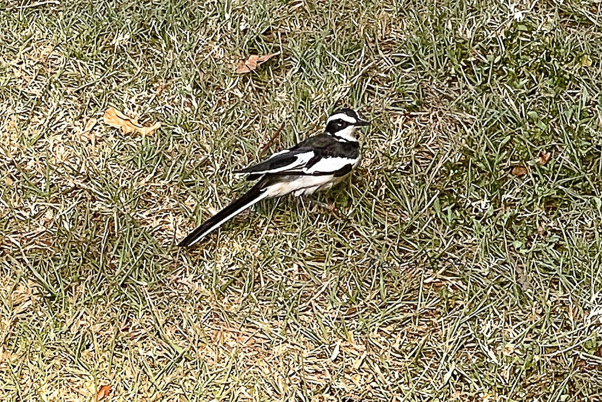 African Pied Wagtail - ML619665015