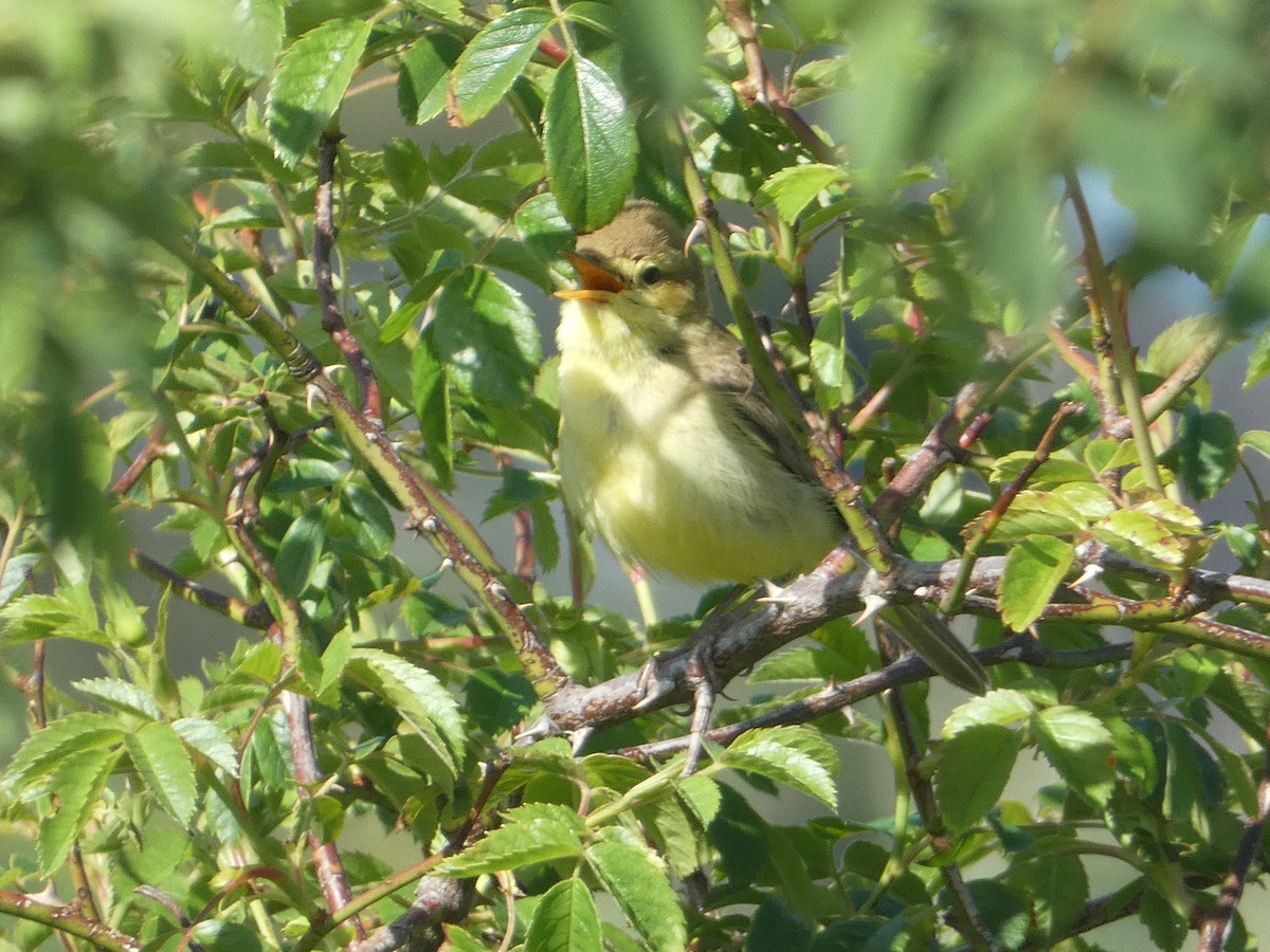 Melodious Warbler - ML619665034