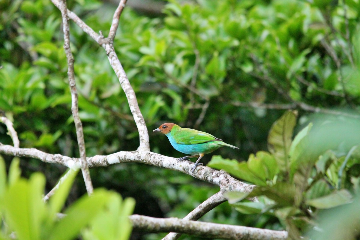 Bay-headed Tanager (Bay-and-blue) - ML619665085
