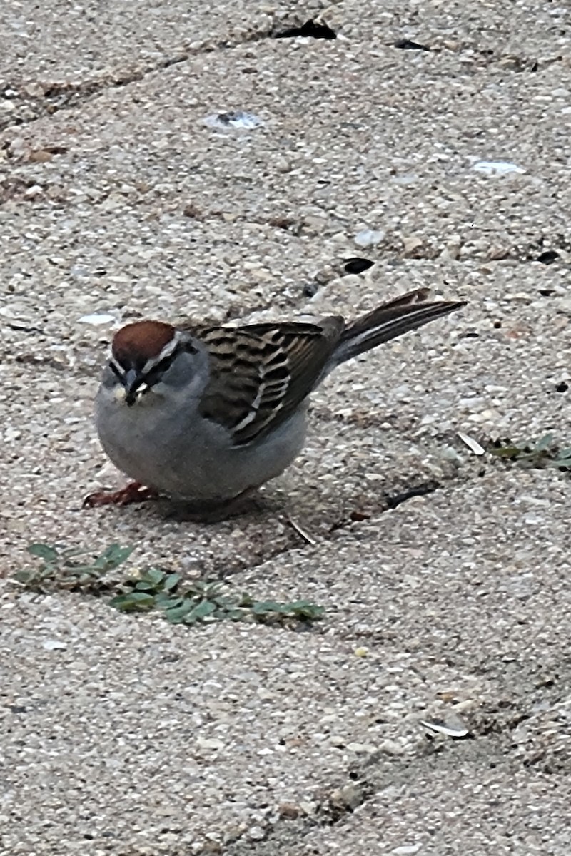 Chipping Sparrow - ML619665123