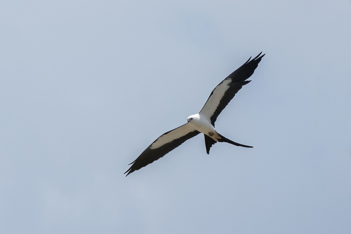 Swallow-tailed Kite - ML619665128