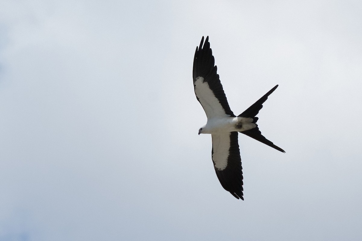 Swallow-tailed Kite - ML619665129