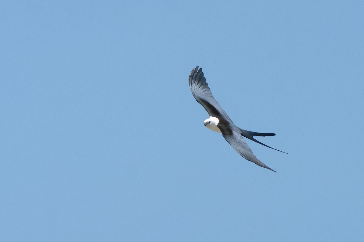 Swallow-tailed Kite - ML619665130