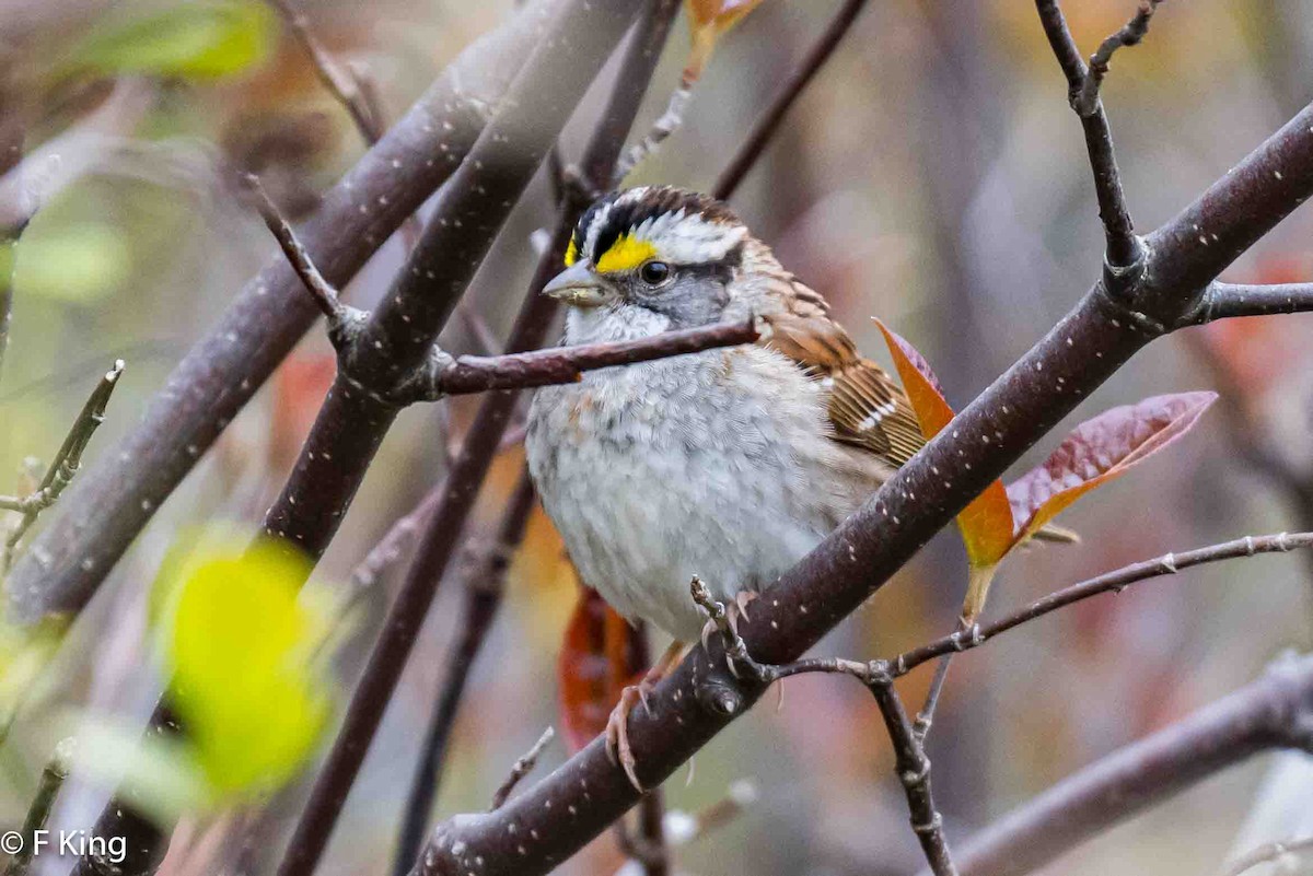 White-throated Sparrow - ML619665171