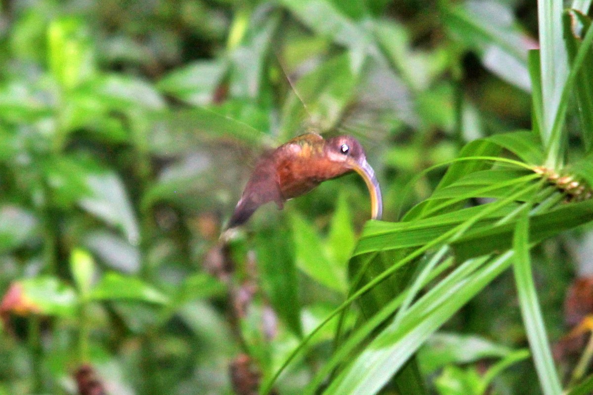 Rufous-breasted Hermit - ML619665189