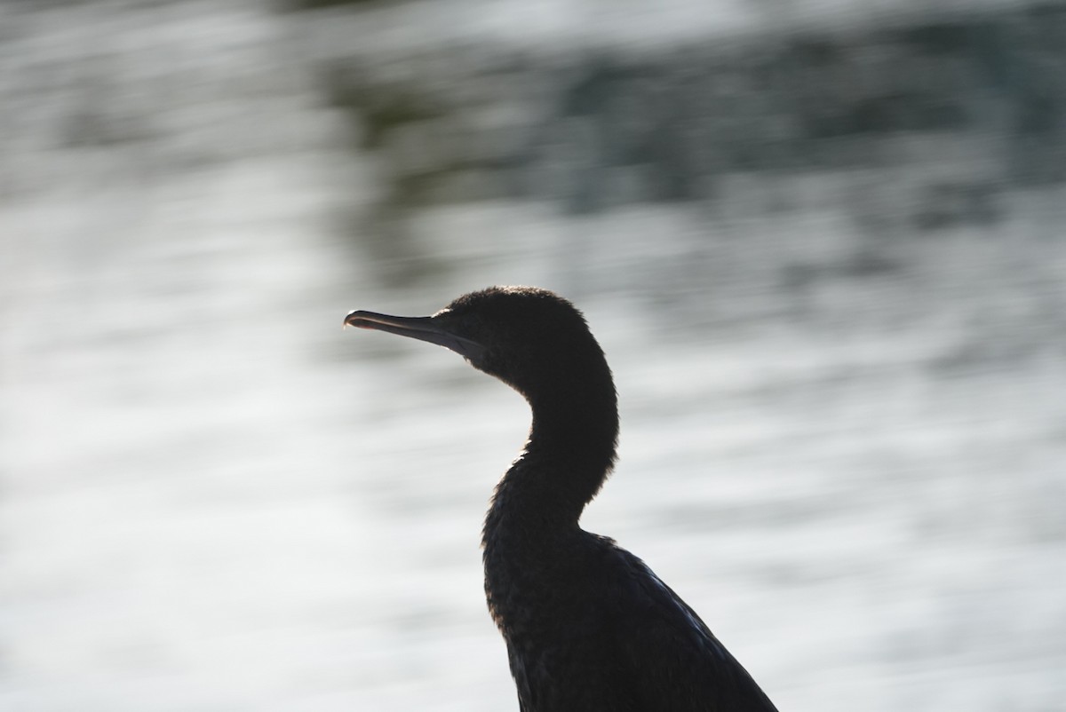Little Black Cormorant - ML619665206
