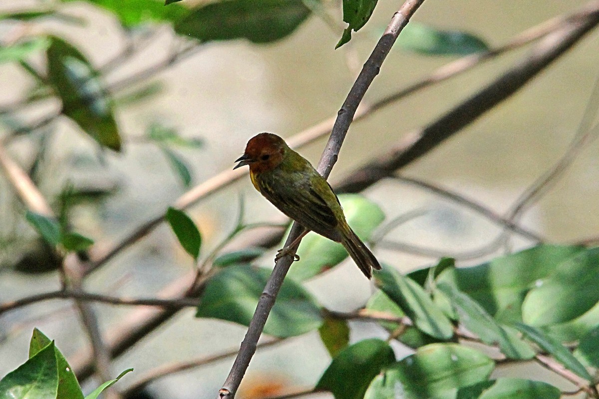 Yellow Warbler (Mangrove) - ML619665233