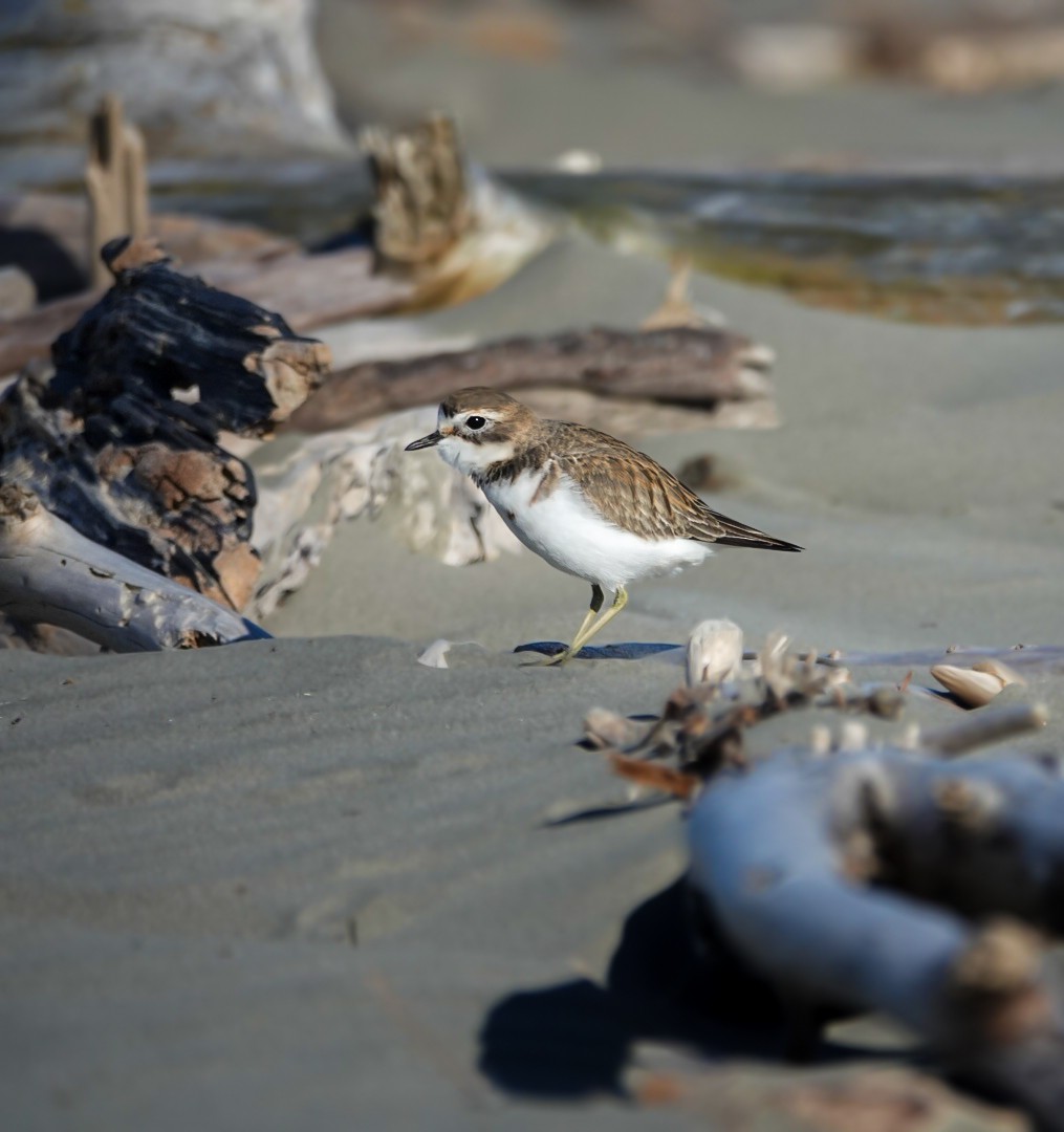 Double-banded Plover - ML619665261