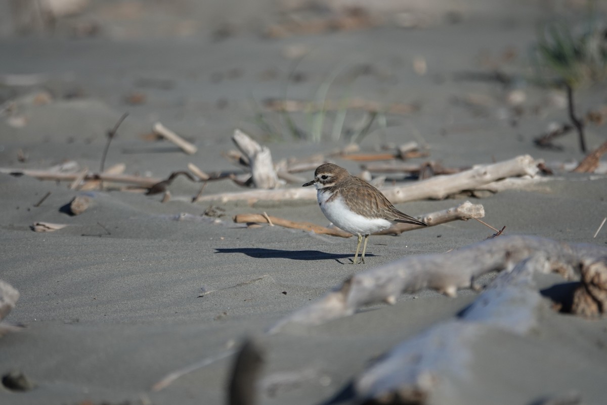 Double-banded Plover - ML619665262