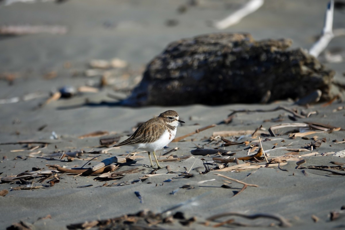 Double-banded Plover - ML619665263
