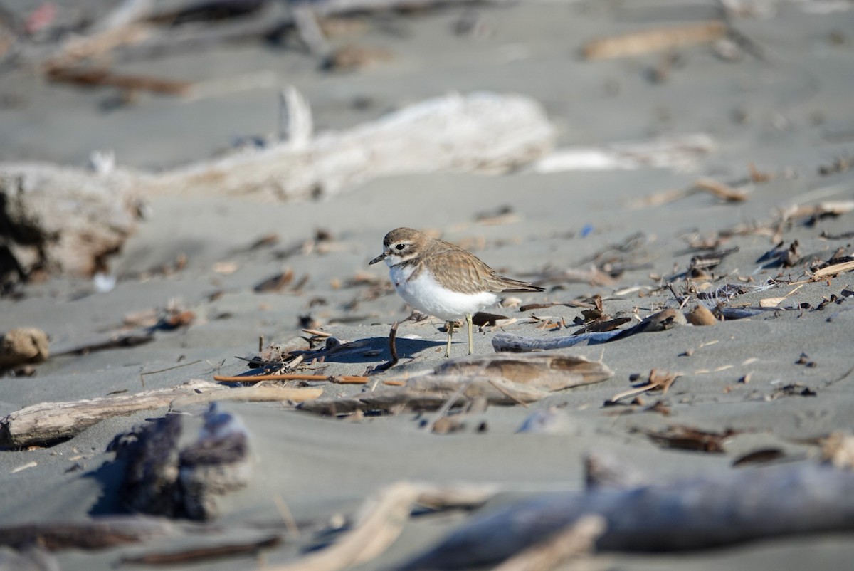 Double-banded Plover - ML619665264